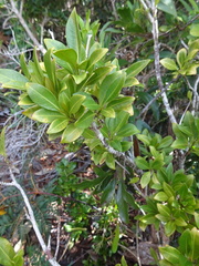 Eumachia