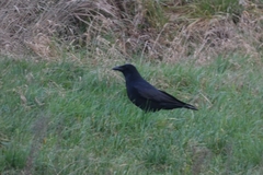 Corvus corone
