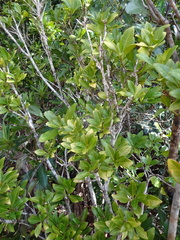 Eumachia