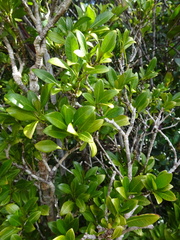 Eumachia