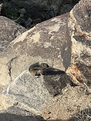 Ammospermophilus harrisii