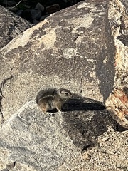 Ammospermophilus harrisii