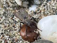 Coelopidae