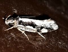 Machetis diamochla