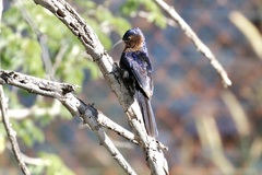 Rhinopomastus cyanomelas cyanomelas