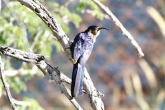 Rhinopomastus cyanomelas cyanomelas