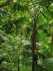 Prestoea acuminata acuminata