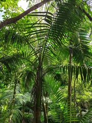 Prestoea acuminata acuminata
