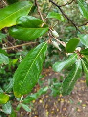 Elaeagnus formosana