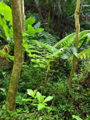 Cyathea horrida