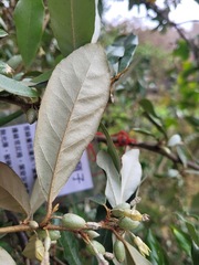 Elaeagnus formosana