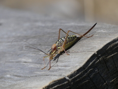 Sorapagus catalaunicus