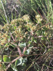 Crassula pellucida