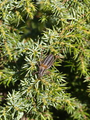 Sorapagus catalaunicus