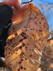 Acalitus ferrugineum