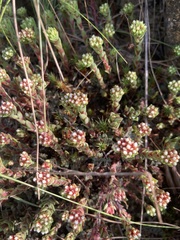 Crassula setulosa