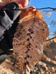 Acalitus ferrugineum