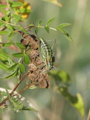 Sorapagus catalaunicus