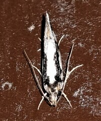 Machetis diamochla