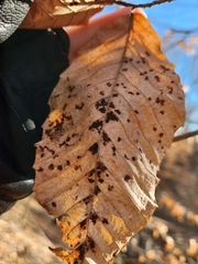 Acalitus ferrugineum