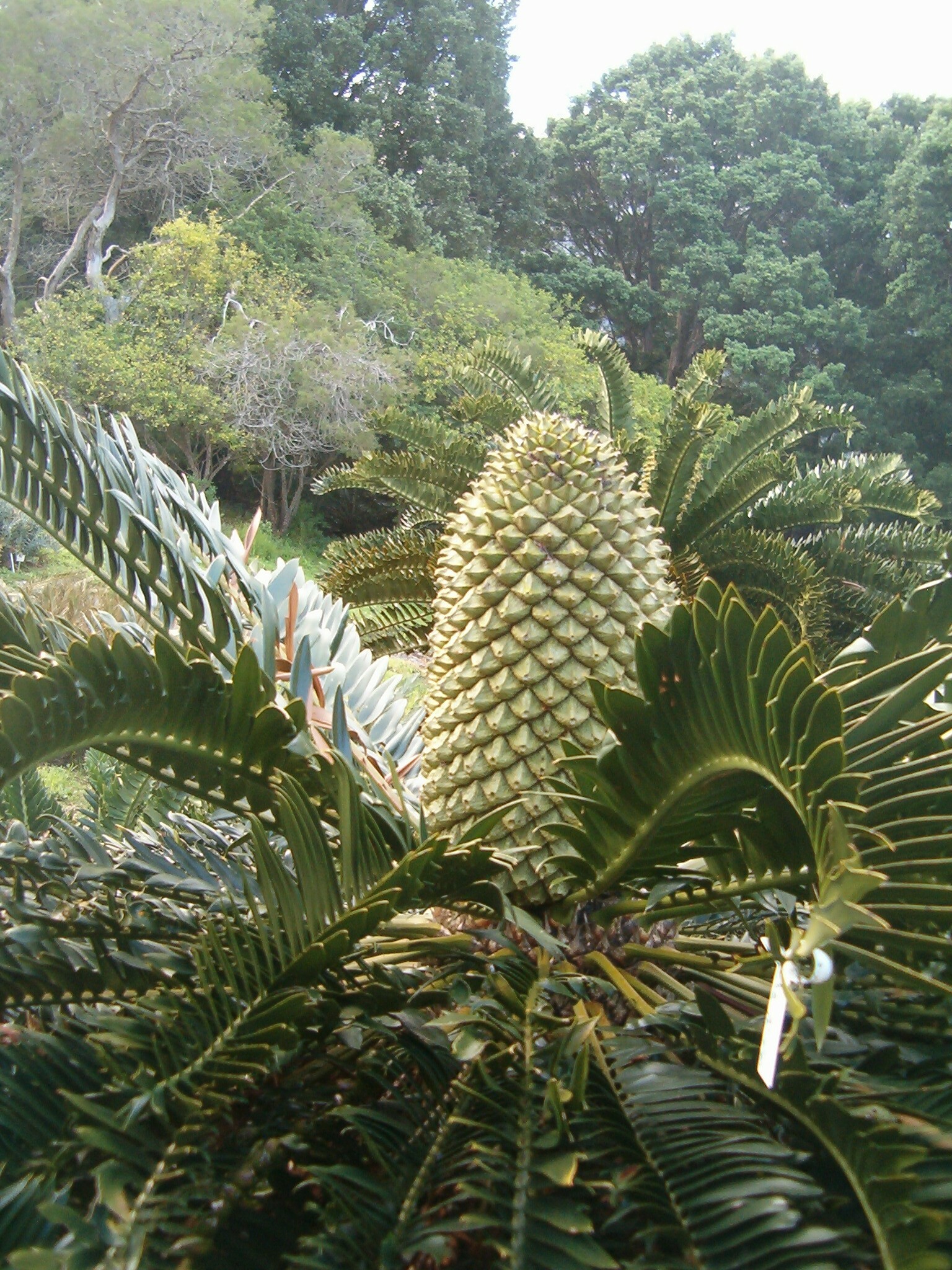 Encephalartos latifrons