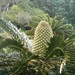 Encephalartos latifrons - Photo (c) User:BotBln，保留部份權利CC BY-SA