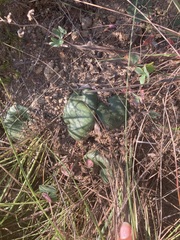 Asparagales