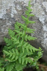 Woodsia obtusa