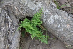 Woodsia obtusa