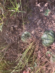Asparagales