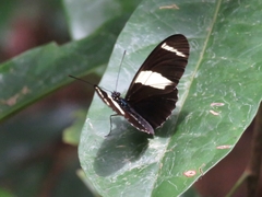 Heliconius sara