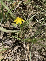 Hypoxis argentea