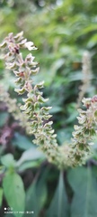 Ocimum gratissimum