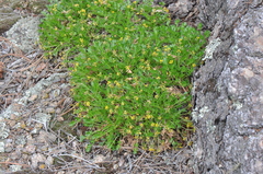 Cymopterus humilis