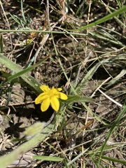 Hypoxis argentea