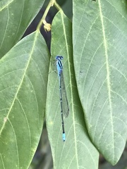 Pseudagrion australasiae