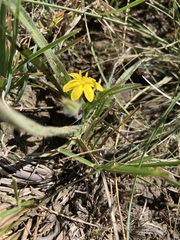 Hypoxis argentea