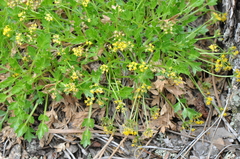 Cymopterus humilis