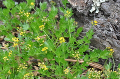 Cymopterus humilis