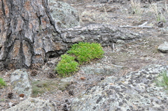 Cymopterus humilis