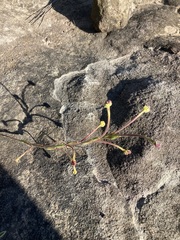 Zaluzianskya elongata