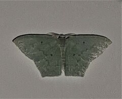 Maxates centrophylla