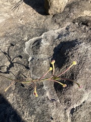 Zaluzianskya elongata