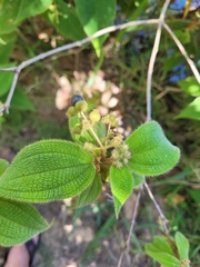 Miconia dependens