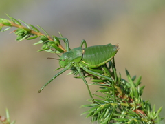 Callicrania ramburii
