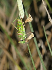 Corsteropleurus chopardi
