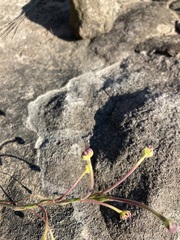 Zaluzianskya elongata