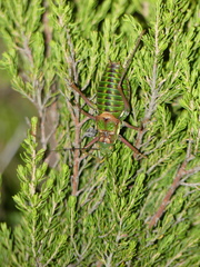 Corsteropleurus chopardi