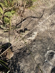 Zaluzianskya elongata