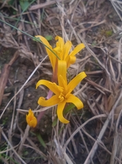 Colchicum luteum